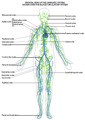 The Healing Crisis Experience of Healing Psoriasis - A Warrior Curing ...